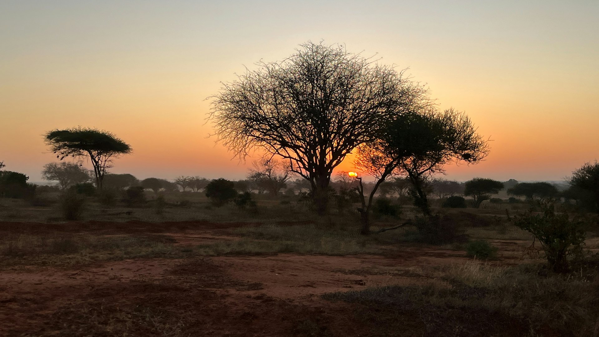 Lever de soleil sur la savane africaine parsemée d’acacias