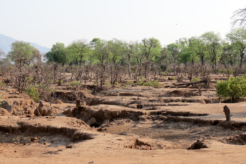 Homme debout au milieu d’un sol nu et érodé par l’exploitation minière