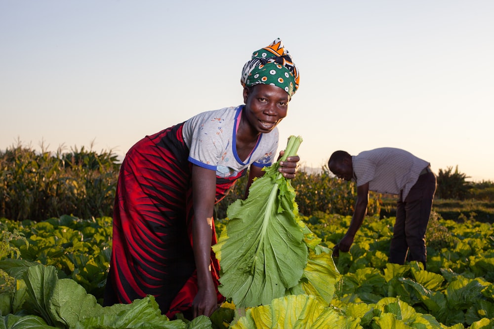 Agricultrices récoltant des légumes-feuilles dans un champ