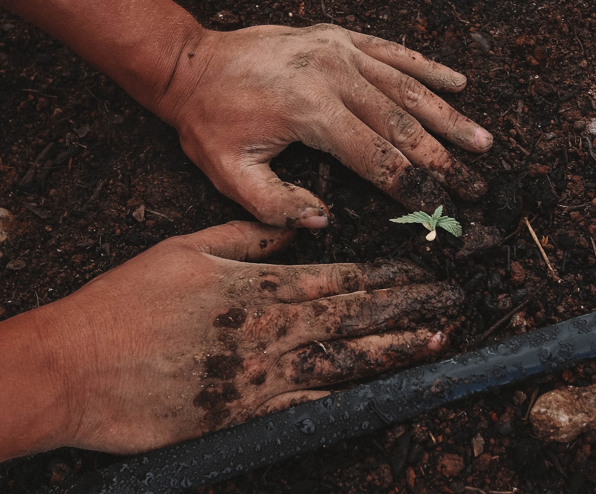 Mains couvertes de terre plantant un jeune plant vert